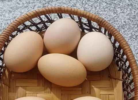 تصویر 2 از خرید و قیمت  تخم مرغ دو زرده + فروش عمده